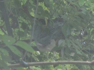 窓越しに撮影したヒヨドリの巣