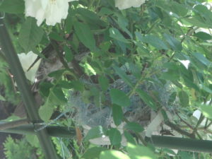 雛に餌をやるヒヨドリ