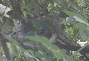 ヒヨドリの雛達