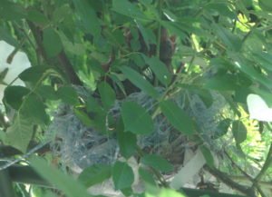 餌をねだる雛達